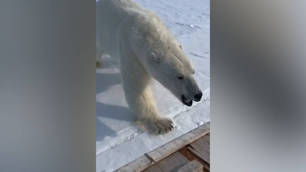 Eisbär attackiert Schneetöff – Fahrer entkommt nur knapp