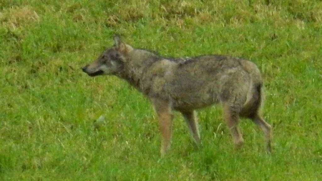 Das «hundeähnliche Tier», das eine Privatperson in Horgen am Montag fotografiert hat, war zweifelsfrei ein Wolf: Dies haben Fachleute nach einer Prüfung des Bildes festgestellt.