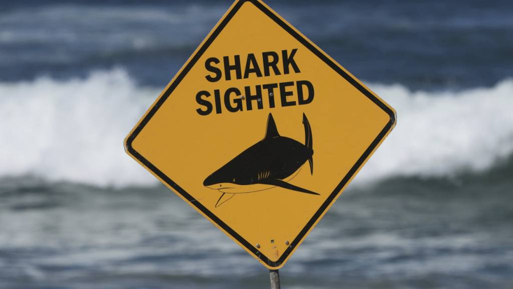 Haie töten im Jahr 2025 unterdurchschnittlich viele Menschen