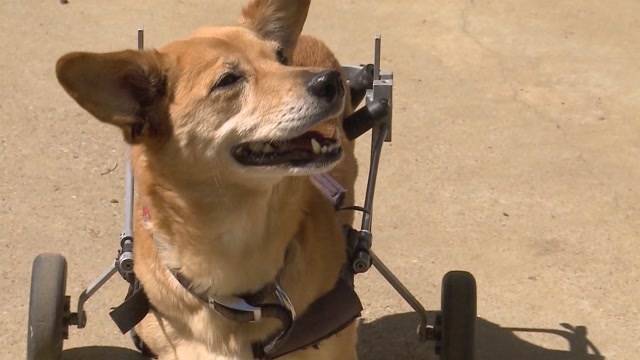 Jetzt gibt's den Hunde-Rollator