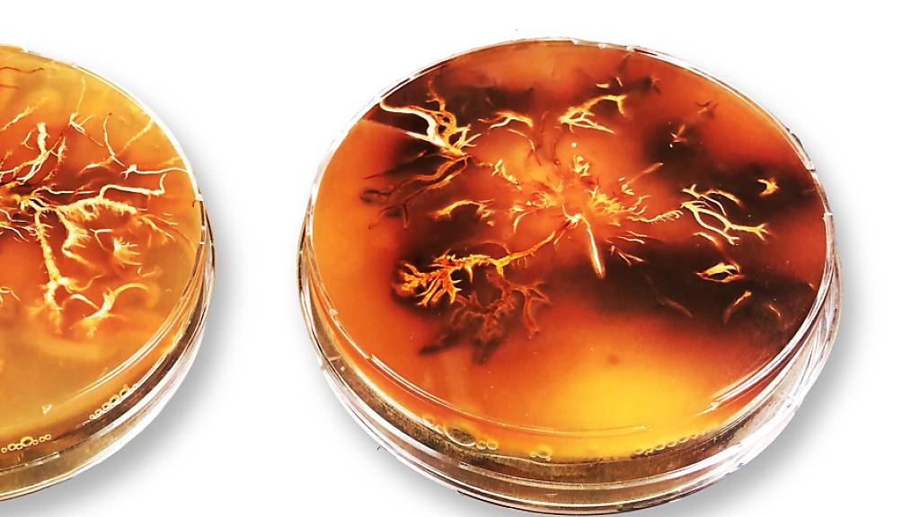 Eine Kultur des Hallimasch-Pilz in der Petrischale: Dunkle Areale enthalten besonders viel Melanin. (Pressebild)