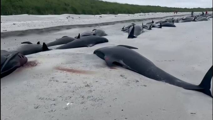77 gestrandete Wale sind in Schottland verendet