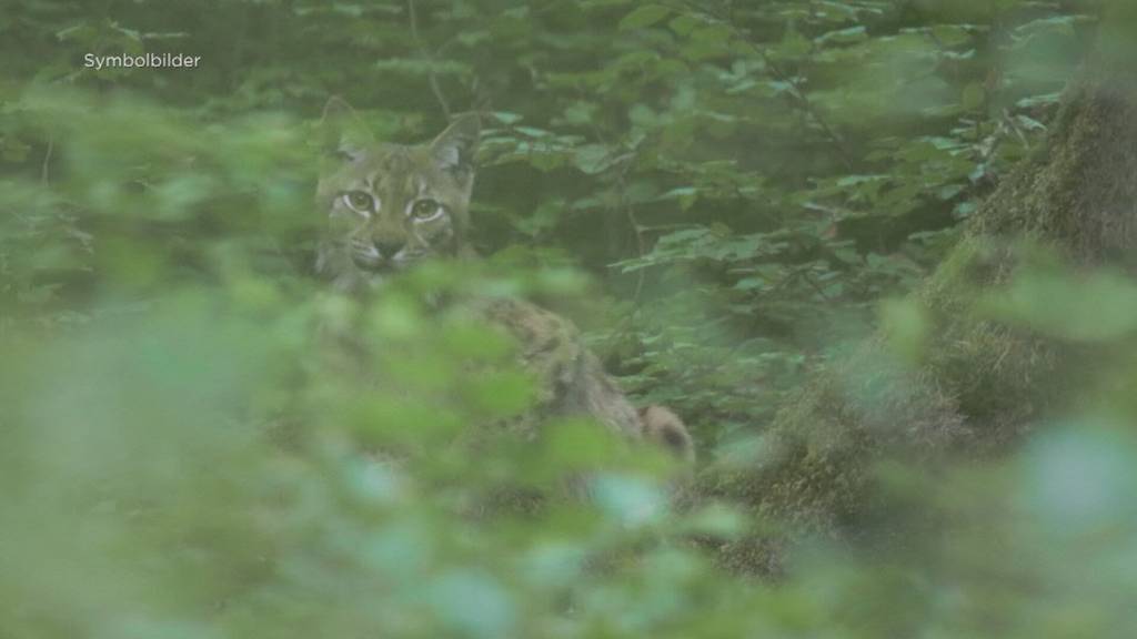Nach Nein zum Abschuss: Debatte um Luchs geht weiter
