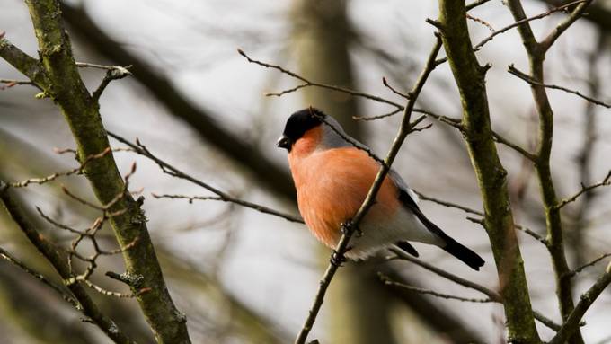 500 Vögel im Neuenburger Jura illegal gehalten