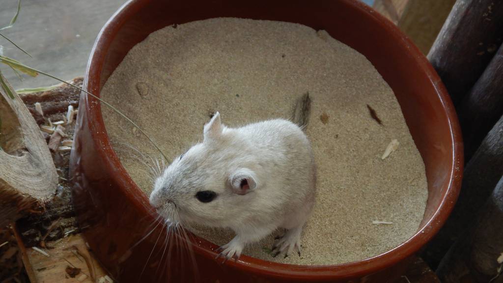 Gerbil