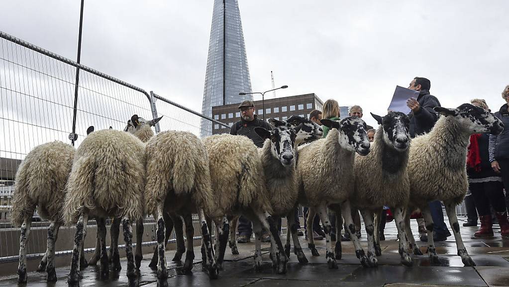 Eine Herde von etwa 30 Schafen ist am Sonntag nach einer uralten Tradition über die London Bridge getrieben worden.