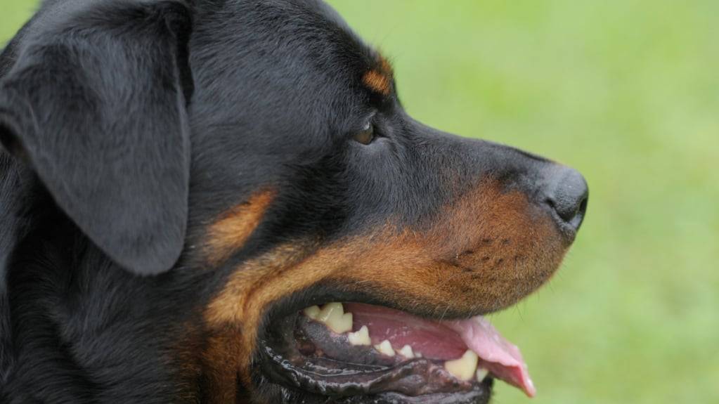 Der Zürcher Kantonsrat unterstützte eine Einzelinitiative gegen das Rottweiler-Verbot am Montag nicht. Der Initiant wehrte sich gegen pauschale Verbote von Hunden. (Symbolbild)