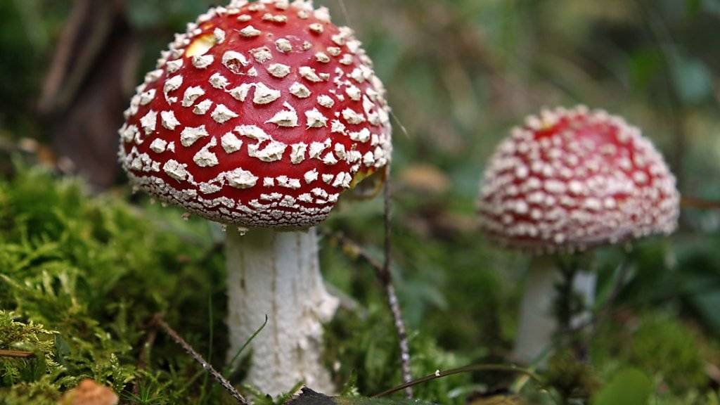 Es gibt noch bis zu 3,8 Millionen Pilz-Arten, die noch nicht beschrieben sind (Archiv)