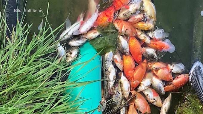 Nach Fischsterben: Verdacht auf Vergiftung bestätigt