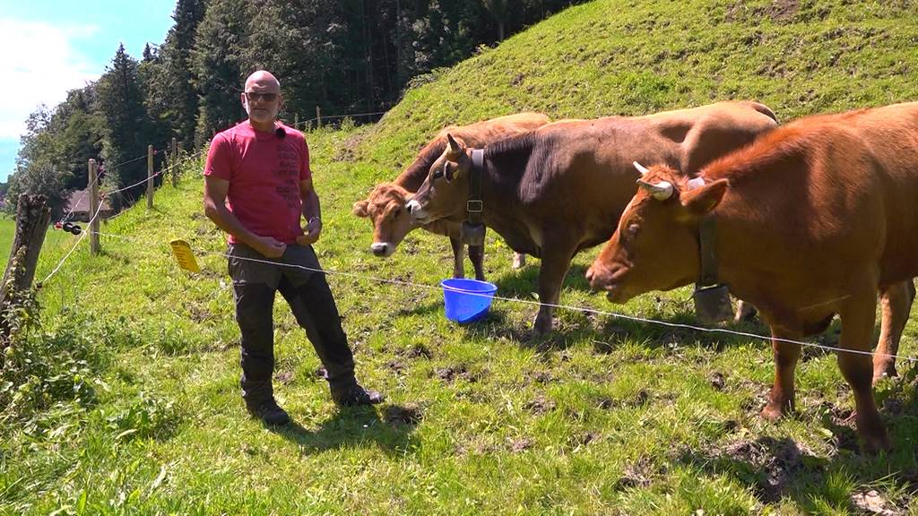 Nach erneutem Kuh-Angriff: Bauer gibt Tipps für Wanderer