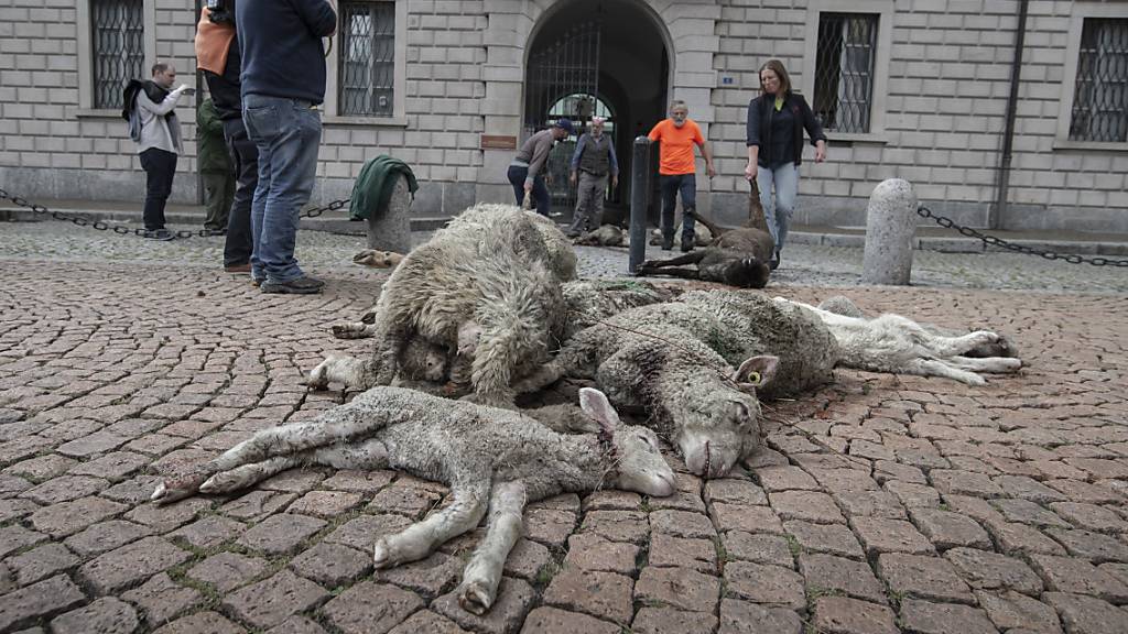 Tessiner Bauern protestieren mit toten Schafen gegen Wolfsattacken