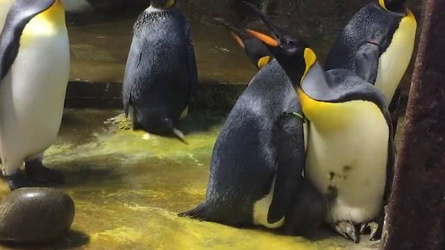 Schwules Pinguinpaar entführt Jungtier