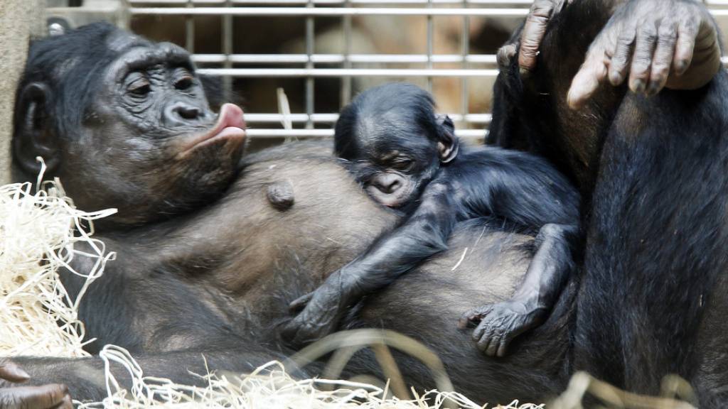 Bonobo-Weibchen adoptieren Junge aus anderen Gruppen
