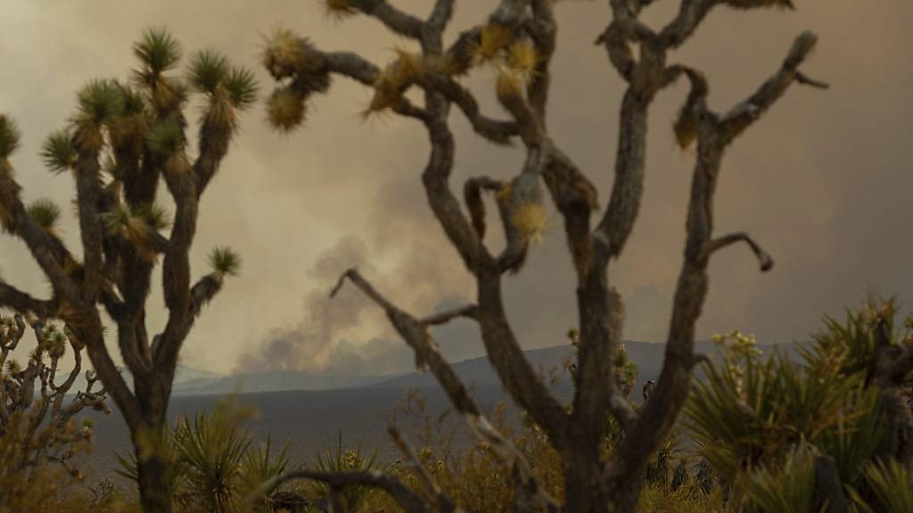 Das Feuer ist durch Joshua-Bäume im Mojave National Preserve in Kalifornien zu sehen. Foto: Ty O'Neil/AP/dpa