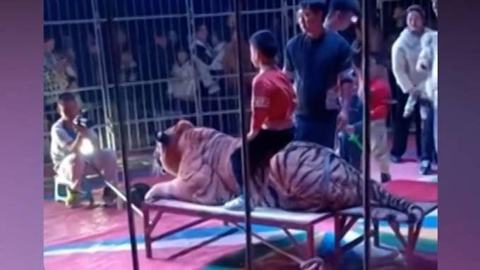 Skandal in Zoo: Kinder sitzen auf gefesselten Tiger und machen Fotos