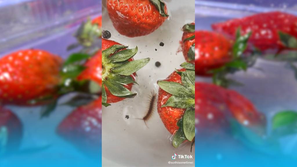 Sind Erdbeeren wirklich von Krabbeltieren befallen?