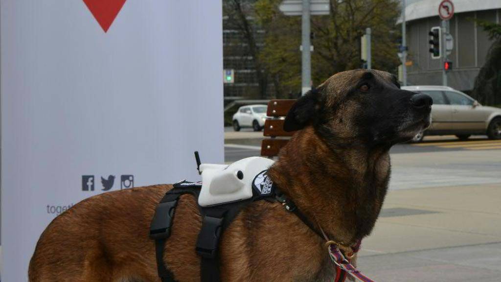 Ein Minensuchhund mit Kamera, GPS-Sender und mobilem Telefon bei einer Präsentation in Genf.