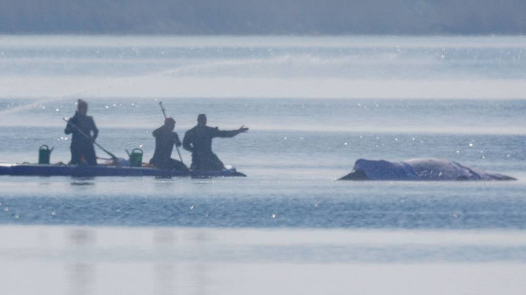Retter bespritzen den Buckelwal vor der Insel Poel mit Wasser. Foto: Jens Büttner/dpa