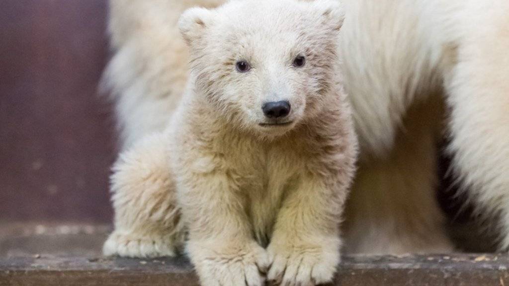 Das Berliner Eisbären-Baby Fritz ist gestorben. (Archiv)