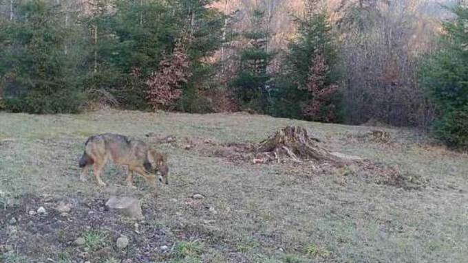 Wildtierkamera knipst Wolf im Zürcher Oberland