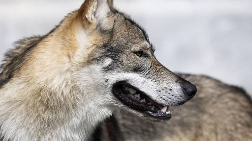 Jagd auf Wölfe in Graubünden wegen Beschwerde gestoppt