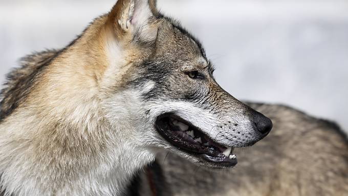 Jagd auf Wölfe in Graubünden wegen Beschwerde gestoppt