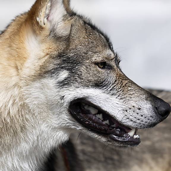 Jagd auf Wölfe in Graubünden wegen Beschwerde gestoppt