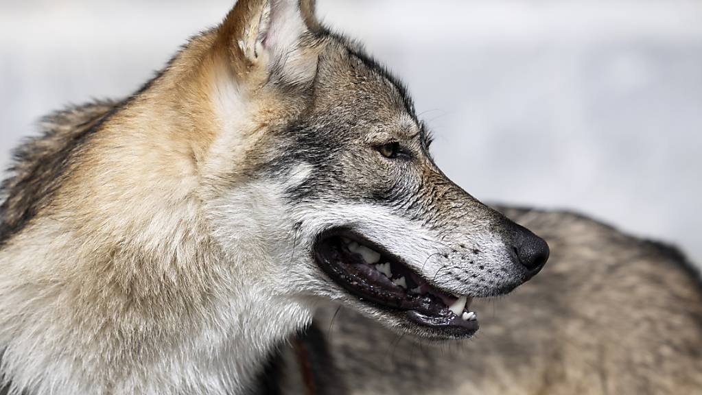 Vorerst werden in Graubünden keine Wölfe gejagt.