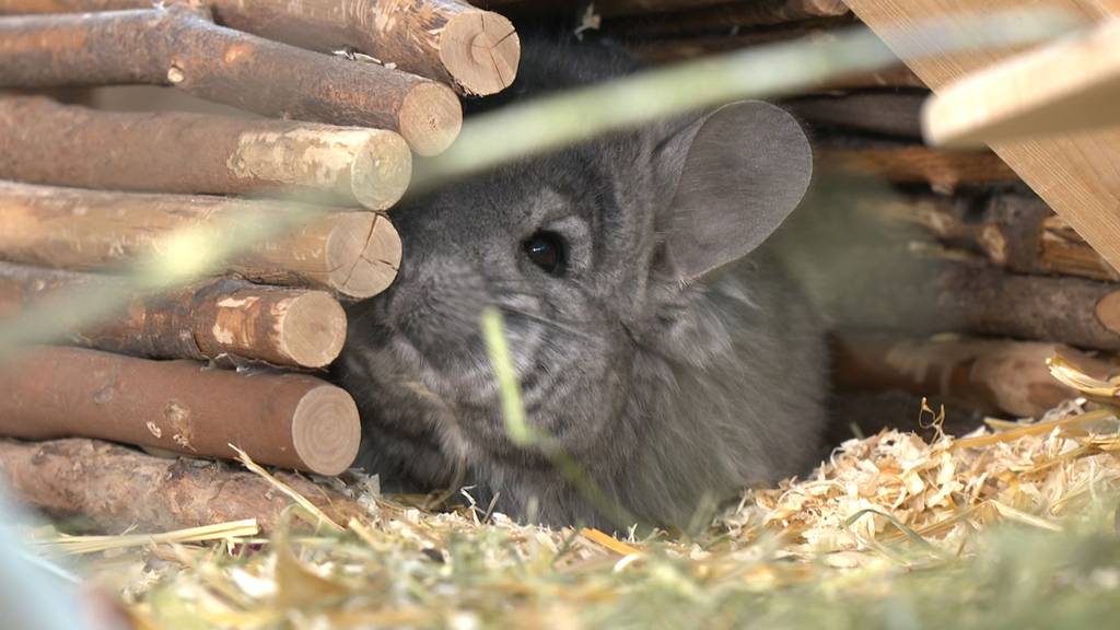 Angora-Chinchillas