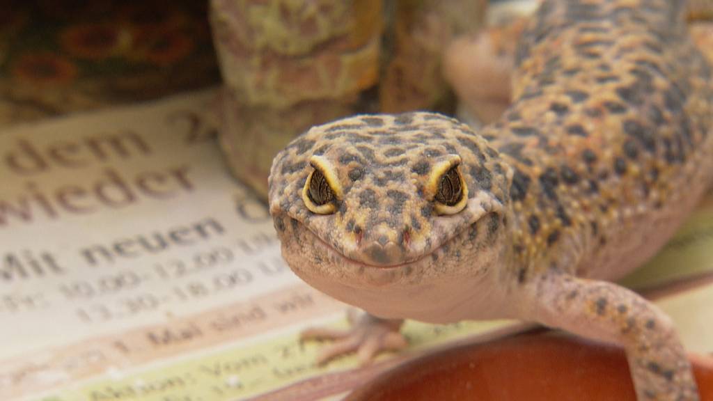 Leopardengeckos