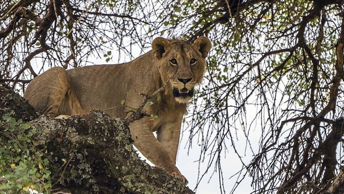 Behörden in Tansania wollen 36 Löwen umsiedeln