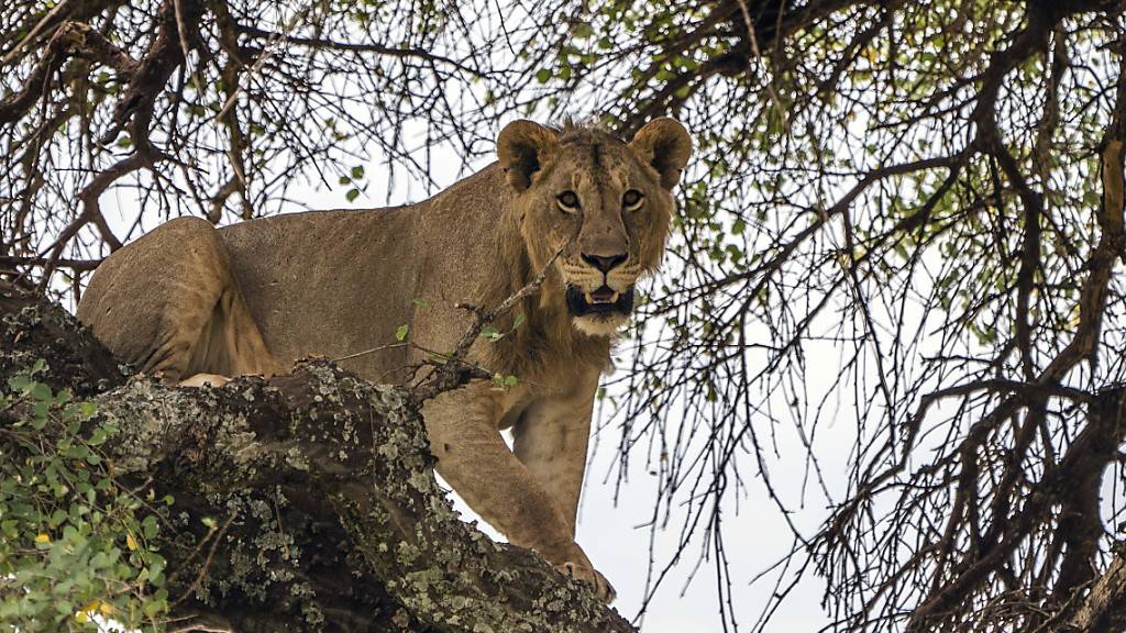 Ein junger Löwe auf einem Baum im Tarangire National Park in Tansania. (Archivbild)
