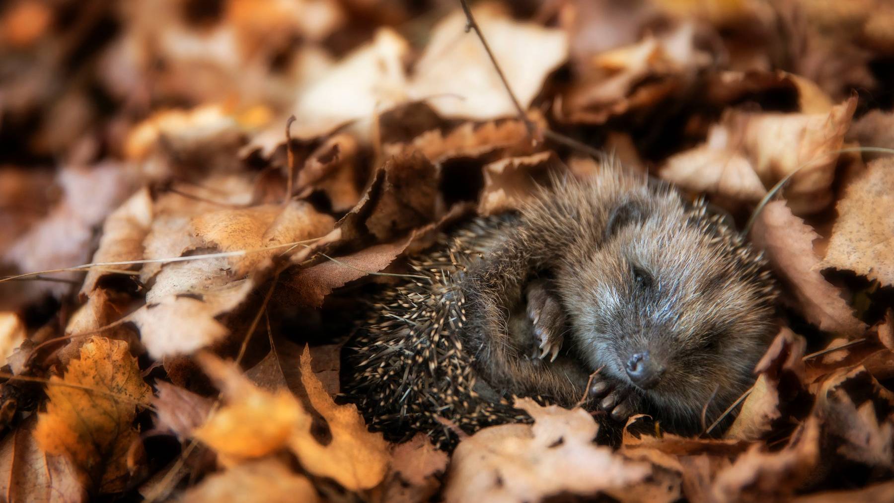 Igel macht Winterschlaf - 30.11.2021