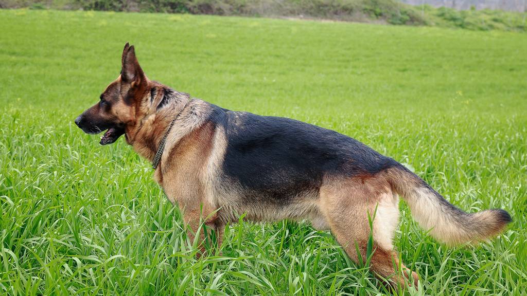 Seine Besitzerin hatte ihn nicht im Griff: Ein Wiler Schäferhund wurde letzte Woche eingeschläfert. (Symbolbild)