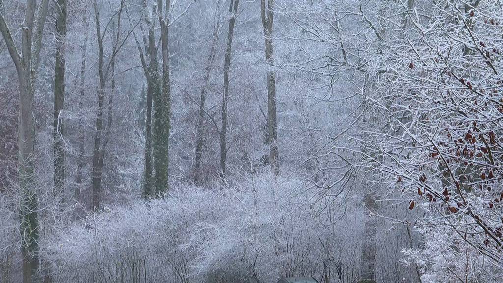 Erster Schnee: Weisses Erwachen im Flachland