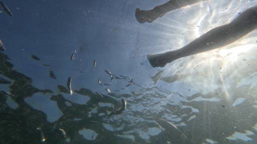 Rekord-Wassertemperatur vor Mallorca: 33,02 Grad