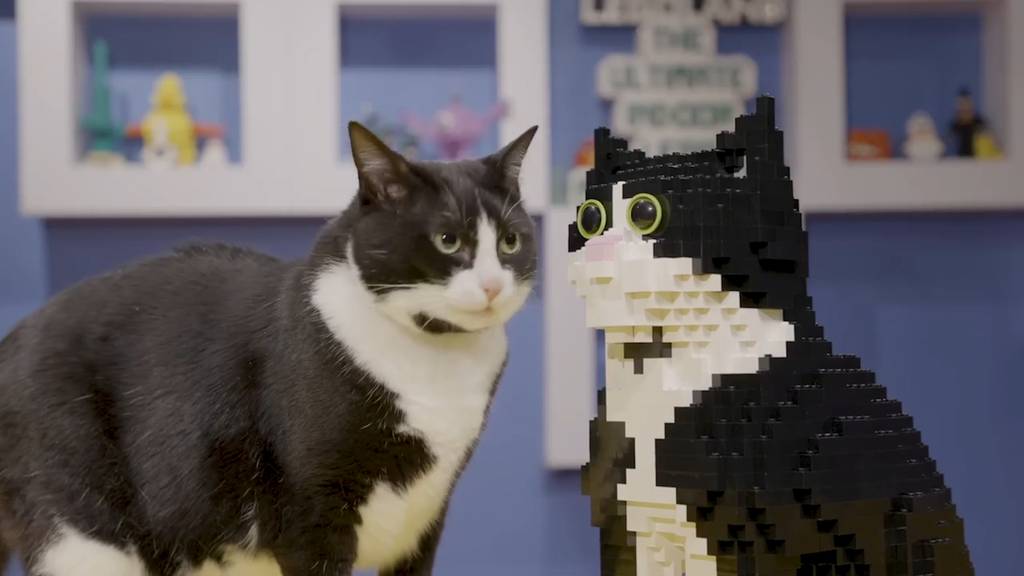 Katze trifft ihre Doppelgängerin aus Lego