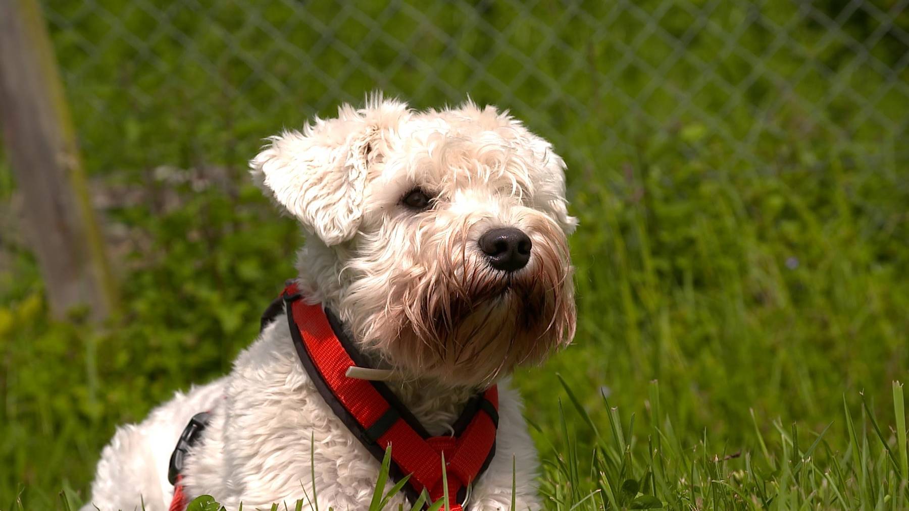 Idefix