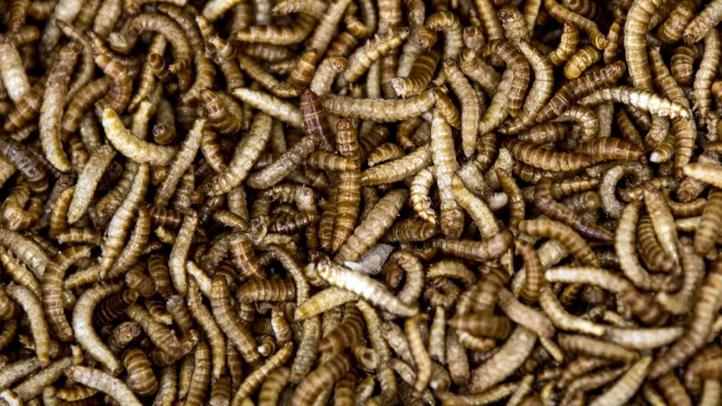 Buffalo-Mehlwürmer, die zum Verarbeiten zu Mehlwurm-Mehl präpariert wurden, liegen in einer Schüssel.
