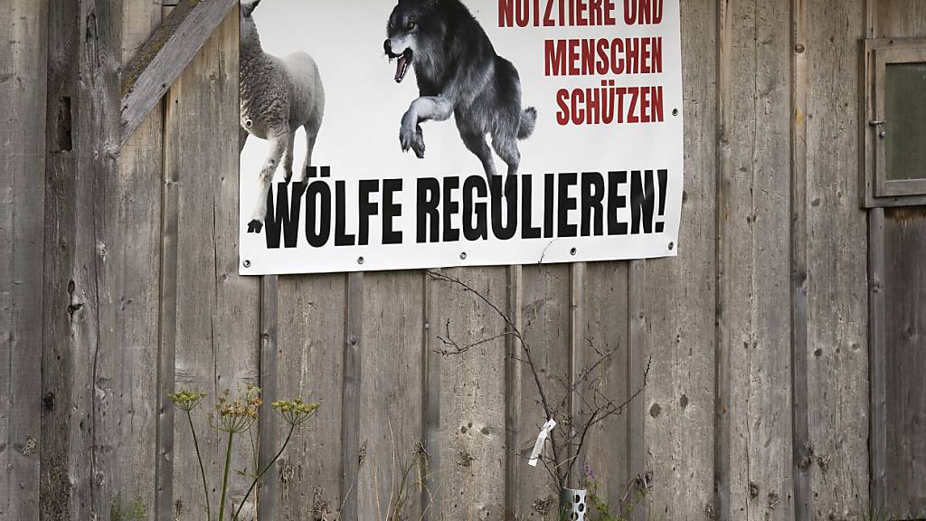 Die Diskussion um den Wolfsschutz geht weiter. Der Bundesrat lehnt vorerst weitere Lockerungen im Gesetz ab. (Archivbild)