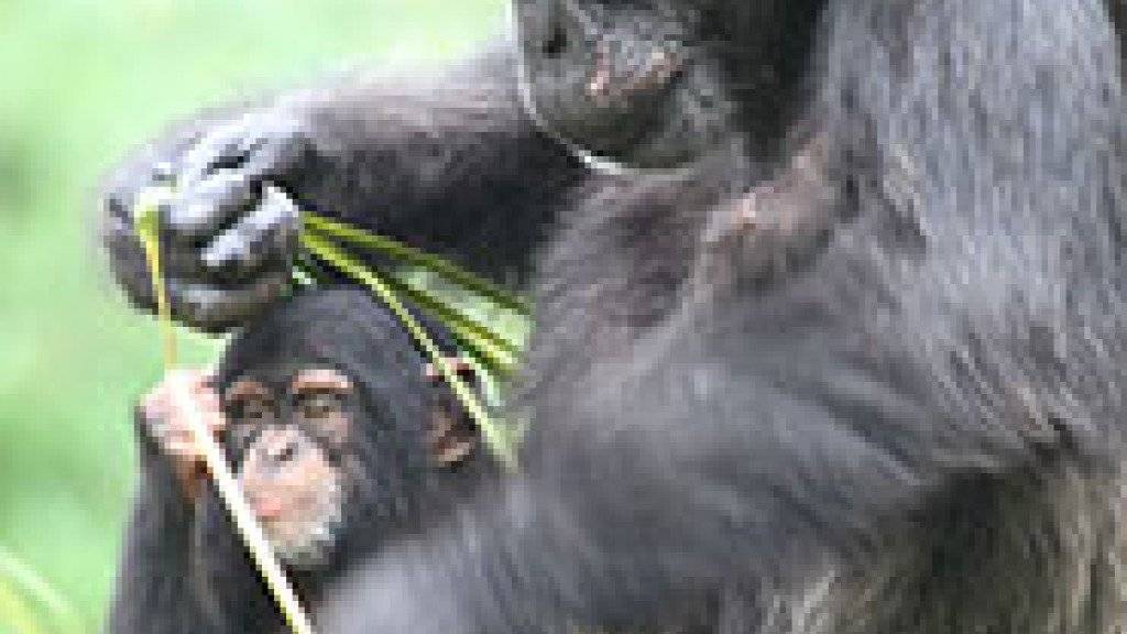 Kleine Schimpansen lernern ausschliesslich von ihren Müttern, sei es beim Spielen oder beim Benutzen von Werkzeugen.