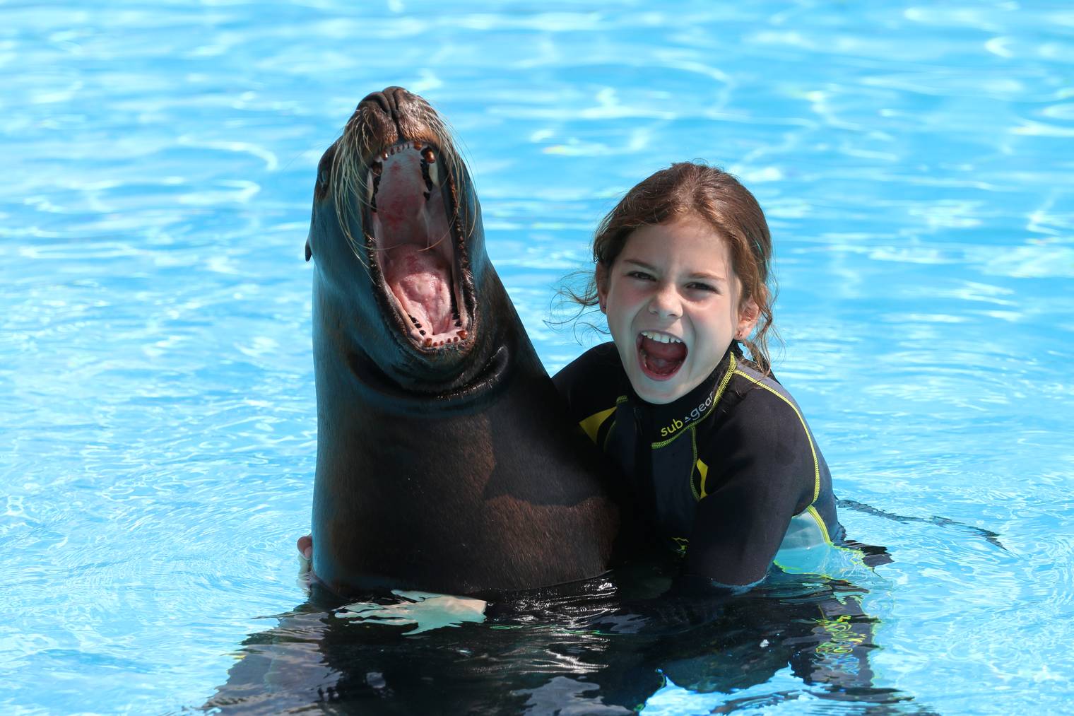 Seelöwen-Fans können mit den verspielten Meeressäugern baden.