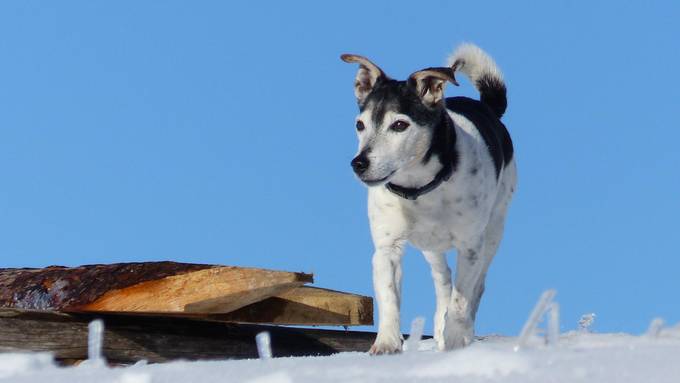 Hund Blacky stirbt wegen Giftköder