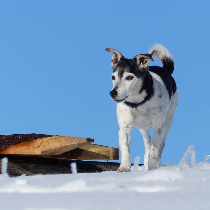 Hund Blacky stirbt wegen Giftköder