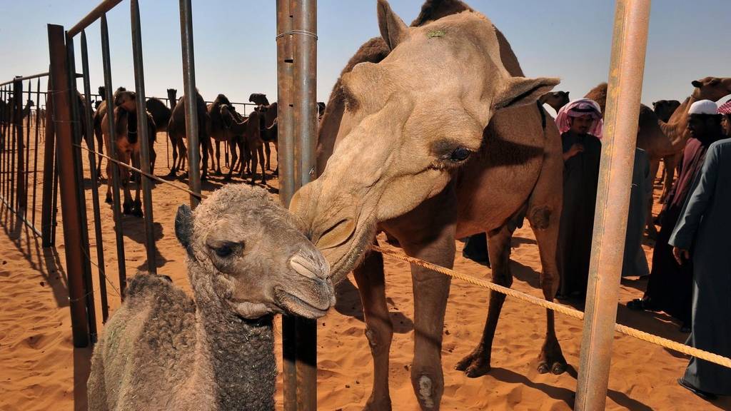 Kamele von Schönheitswettbewerb ausgeschlossen