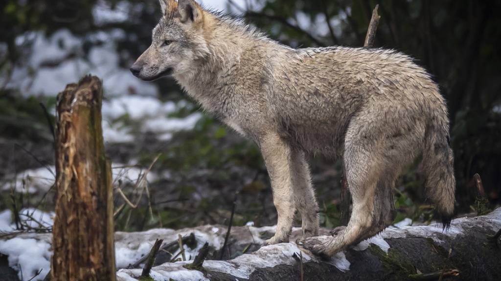 Ein Wolf in einem Tierpark.(Symbolbild)