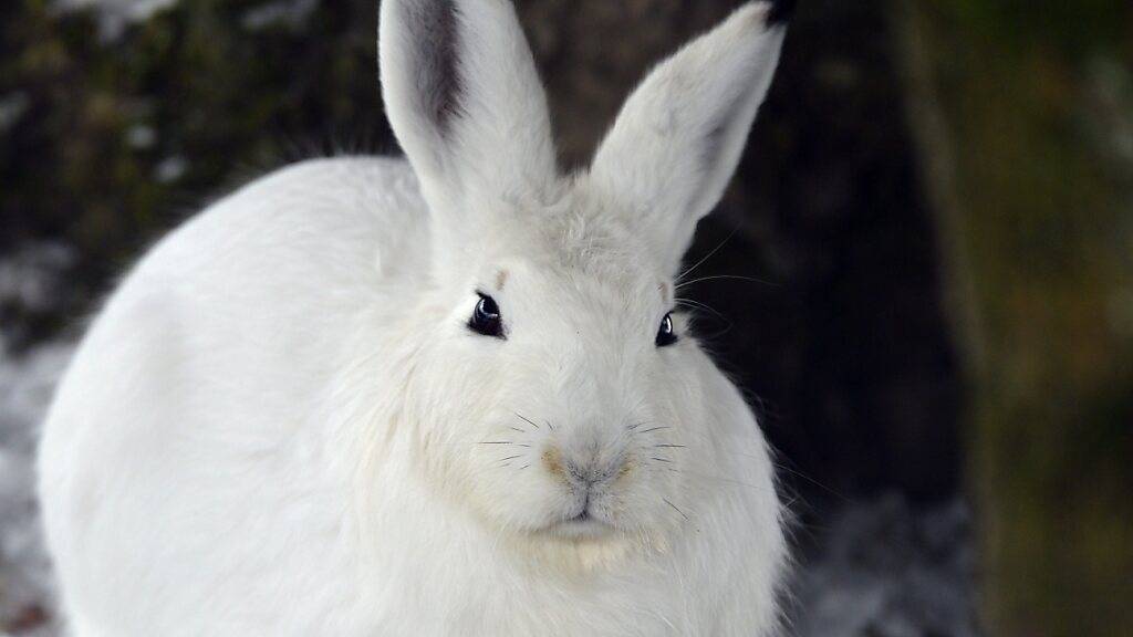 Der Urner Regierungsrat will den Schneehasen nicht von der Jagd ausnehmen. (Archivaufnahme)