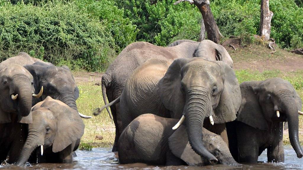 Tierschützer warnen, die Jagd auf Botswanas Elefanten sei besorgniserregend für die Erhaltung der Art. Bisher galt das Land noch als sicherer Hafen für die Dickhäuter.