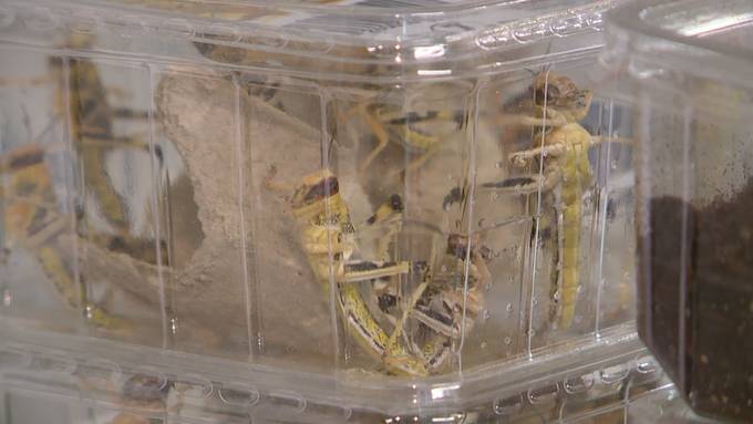 Aufgetaute Ratten und tote Insekten: Skurrile Auswirkungen der Coronakrise