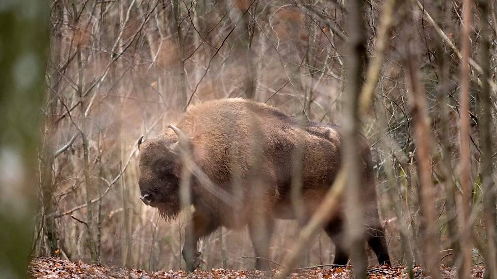 Ein Wisent unterwegs in einem Wald bei Welschenrohr SO. Nachdem die Tiere im Mittelalter in der Schweiz ausgerottet wurden, wird nun in einem fünfjährigen Versuch die Wiederansiedlung geprobt. (Archivbild)